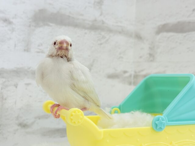 シルバーイノ文鳥