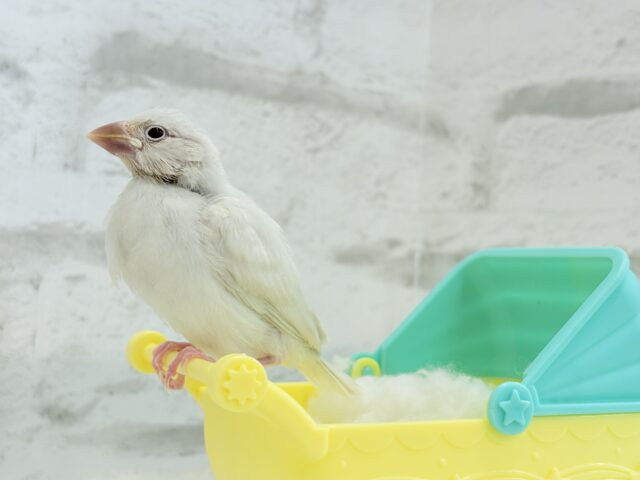 シルバーイノ文鳥
