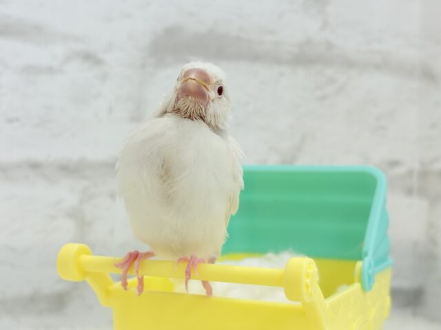 シルバーイノ文鳥