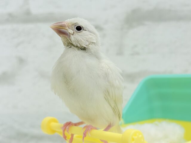 シルバーイノ文鳥