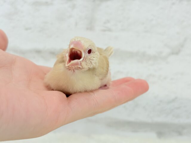 シナモン文鳥