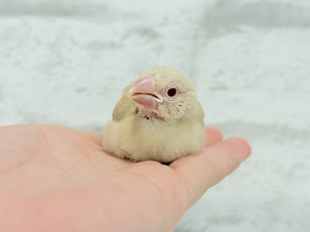 シナモン文鳥