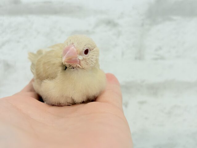 シナモン文鳥