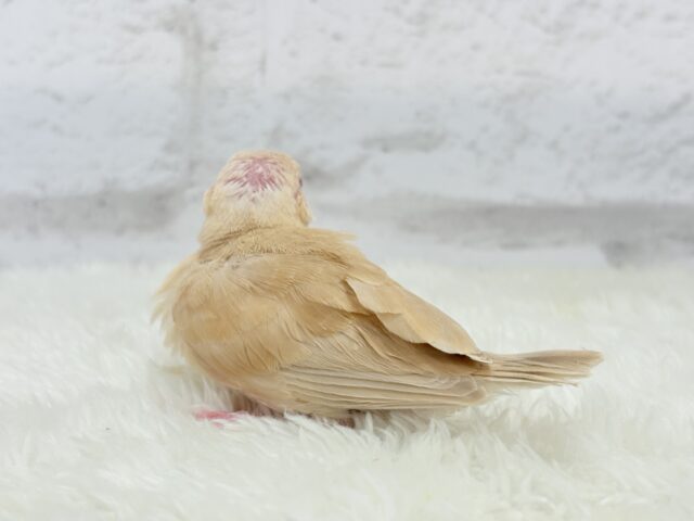 シナモン文鳥