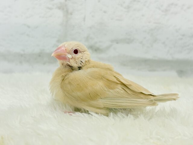 シナモン文鳥
