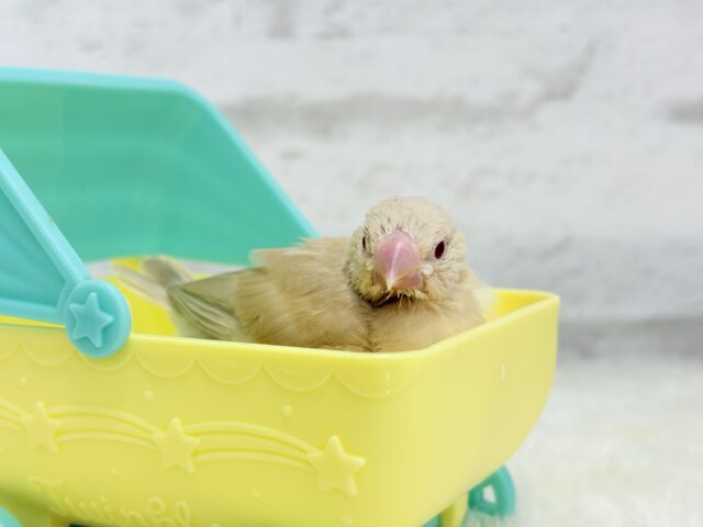 シナモン文鳥