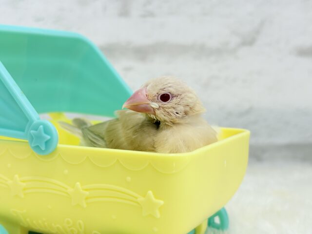 シナモン文鳥