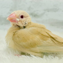 【最新画像更新🪄】目ﾁﾞｶﾗで、あなた、にがしませんっ(*´з`)　みりょく１２０％の　シナモン文鳥～～