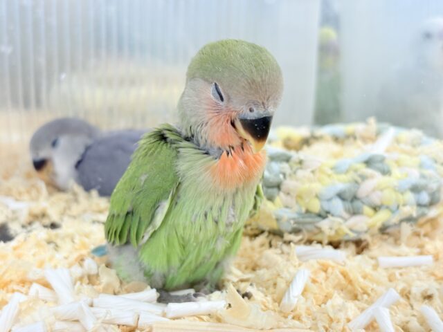コザクラインコ（小桜インコ）