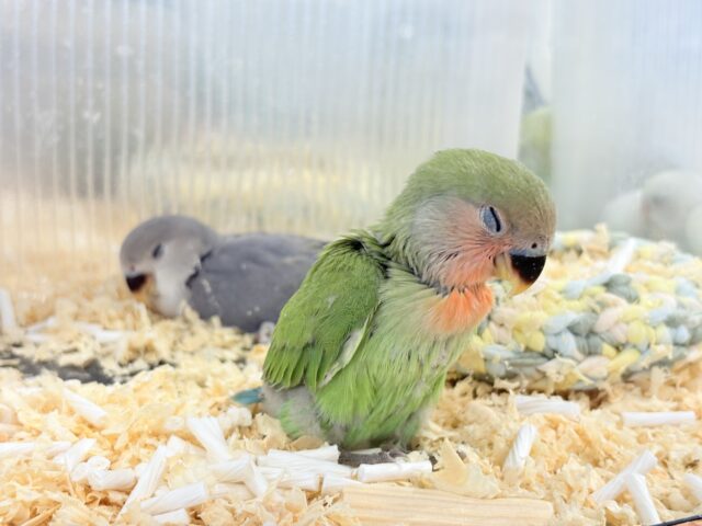 コザクラインコ（小桜インコ）