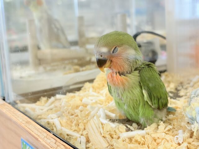 コザクラインコ（小桜インコ）