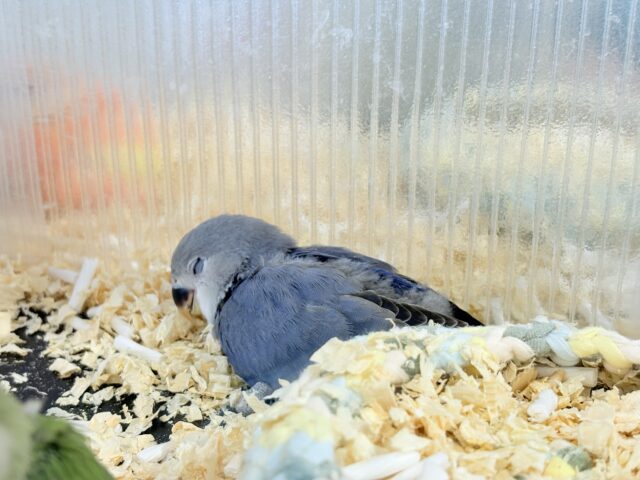 コザクラインコ（小桜インコ）