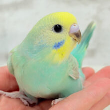 【最新画像更新🪄】大きなおめめに吸い込まれちゃう🫧セキセイインコ(パステルカラーレインボー) ヒナ