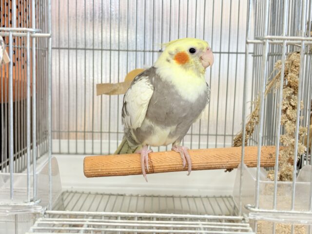 オカメインコ