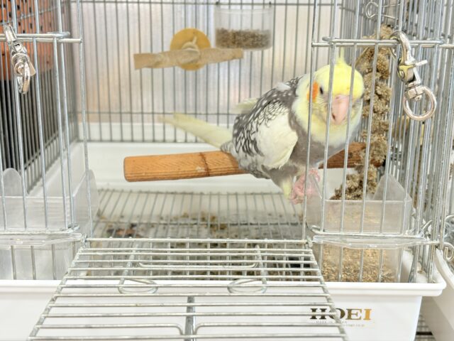 オカメインコ