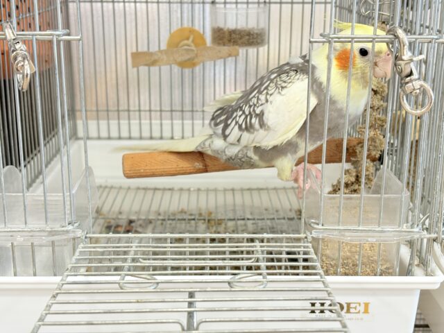 オカメインコ