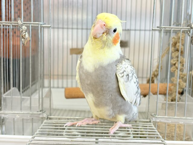 オカメインコ