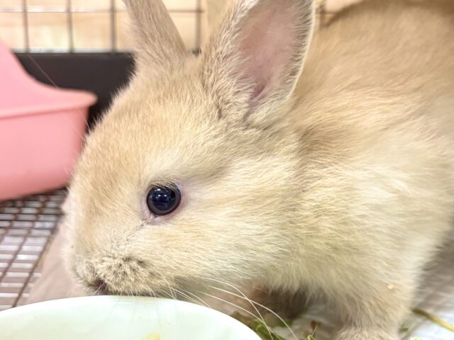ネザーランドドワーフ