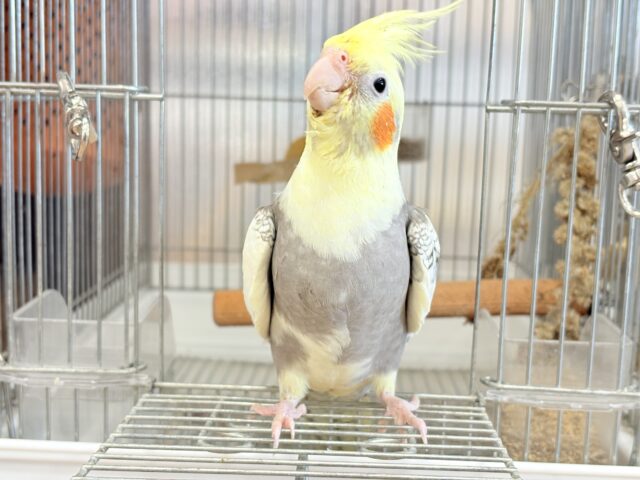 オカメインコ