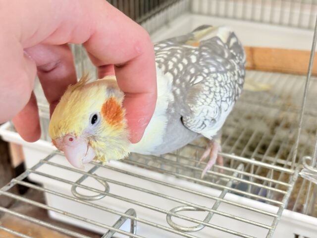 オカメインコ
