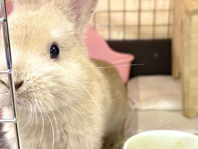ネザーランドドワーフ