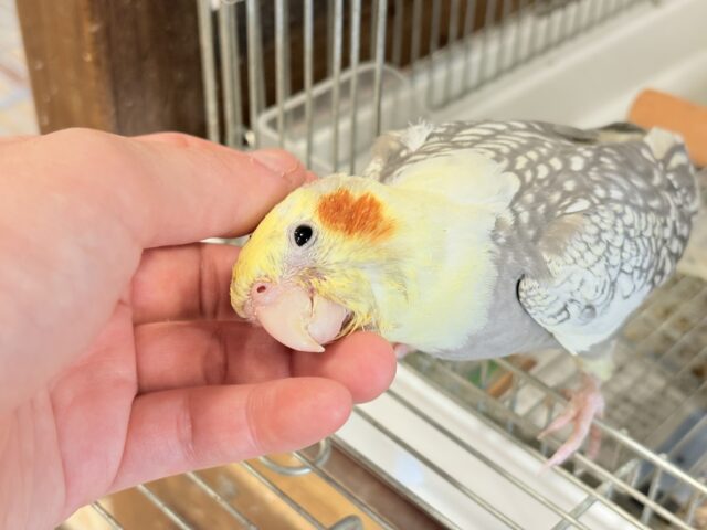 オカメインコ