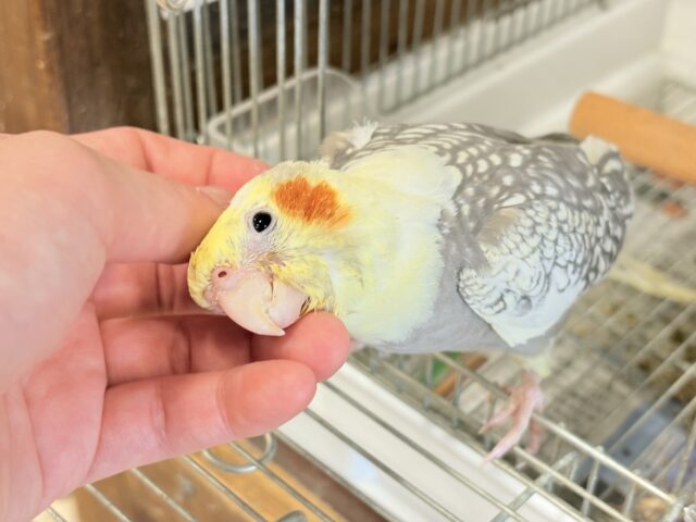 オカメインコ