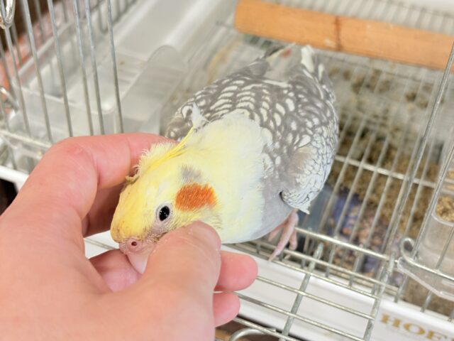 オカメインコ