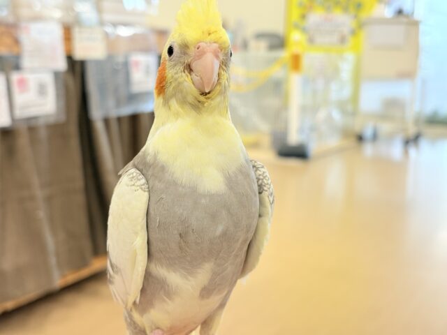 オカメインコ