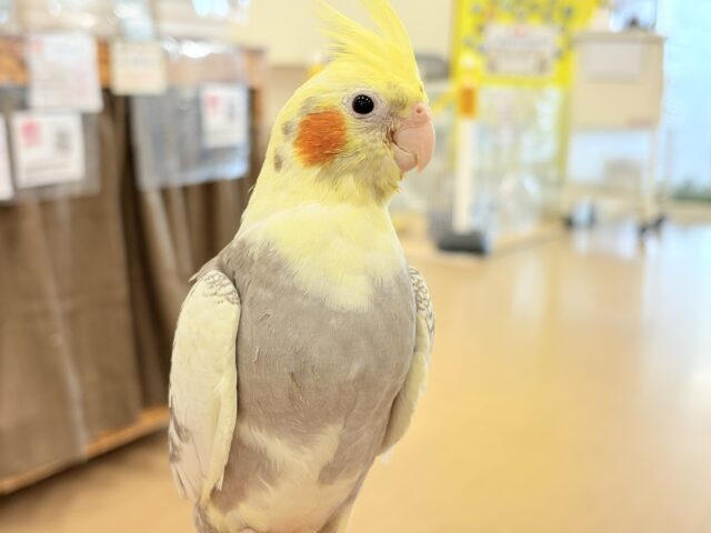 オカメインコ