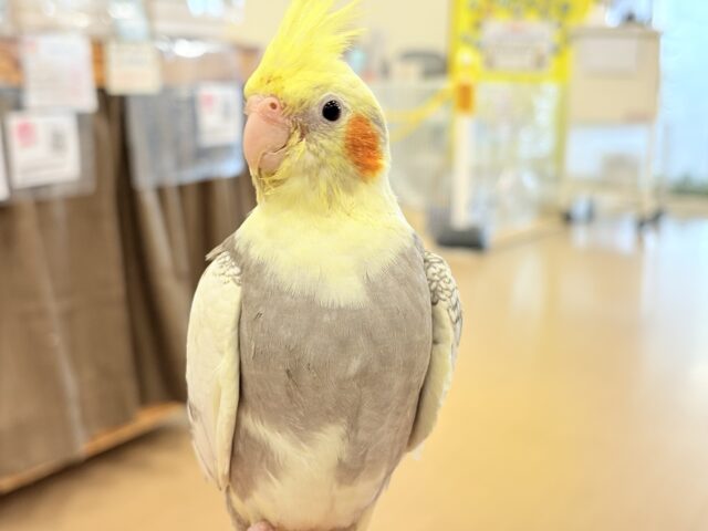 オカメインコ