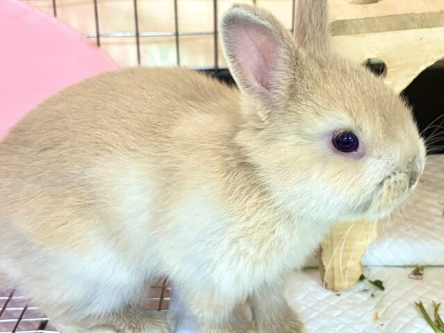 ネザーランドドワーフ