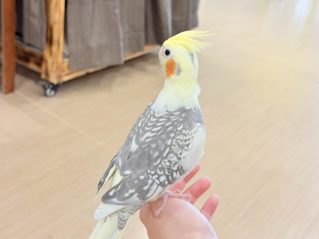 オカメインコ