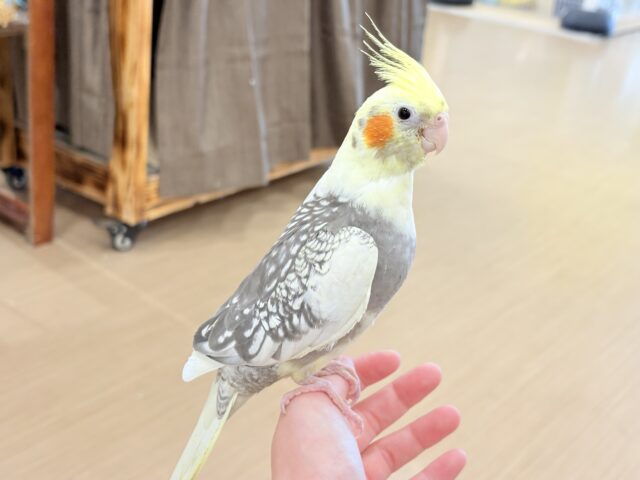 オカメインコ