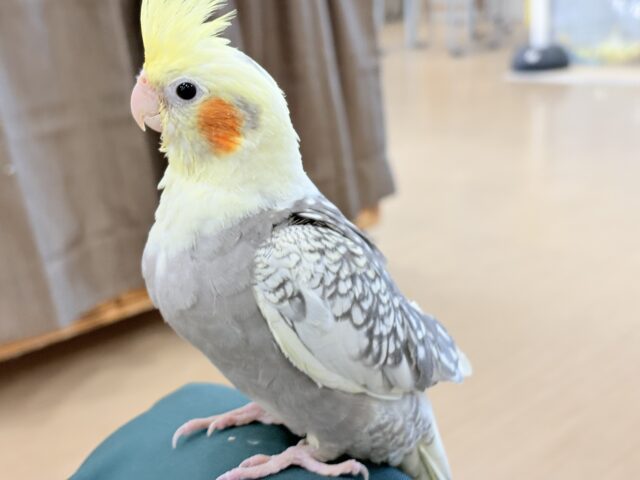 オカメインコ