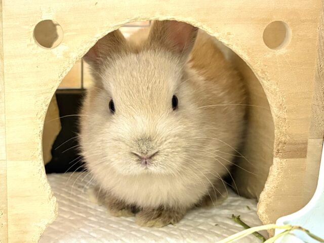 きゅるっきゅるの可愛いお顔🥺💕ネザーランドドワーフちゃん❣️(男の子)