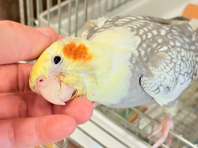 【最新画像・動画更新🪄】背が高いんだ〜🐥🫧オカメインコ(パールパイド) ヒナ