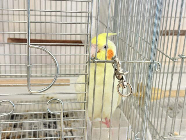 オカメインコ