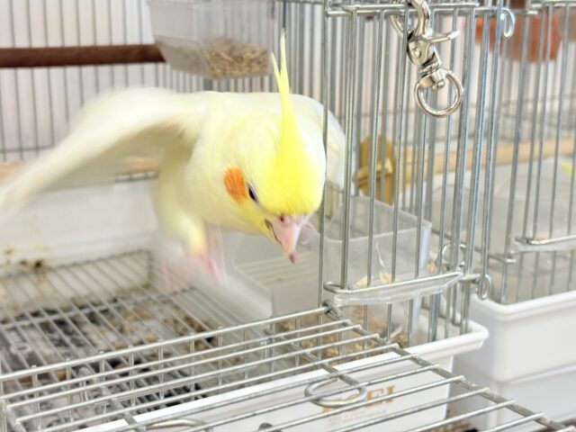 オカメインコ