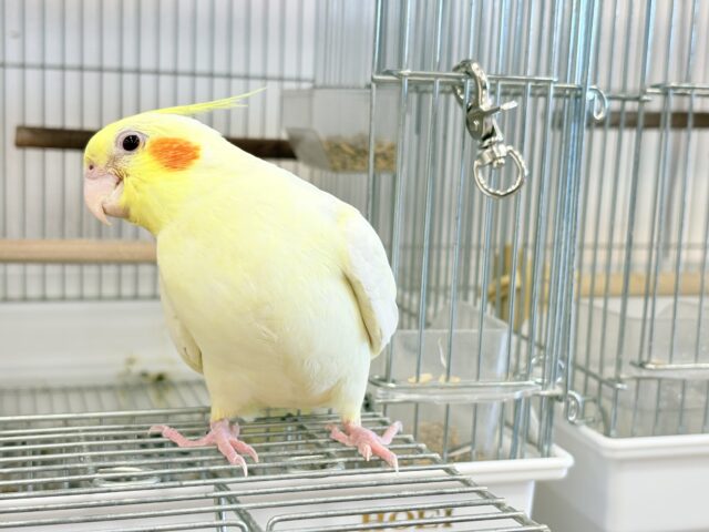 オカメインコ