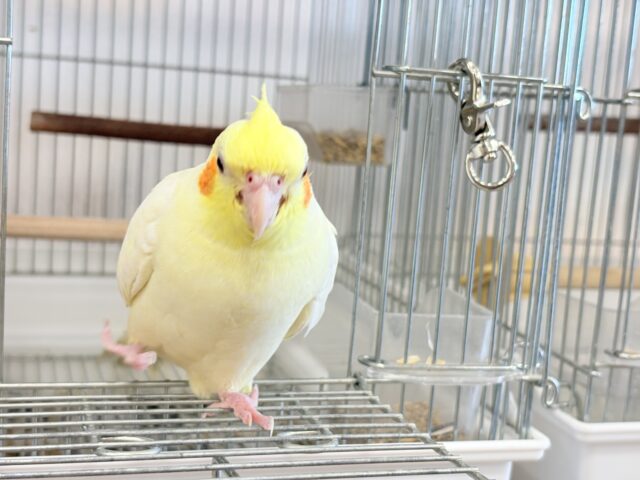 オカメインコ