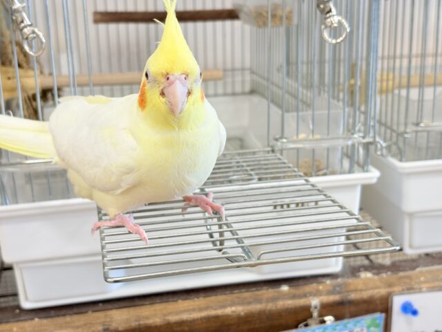 オカメインコ