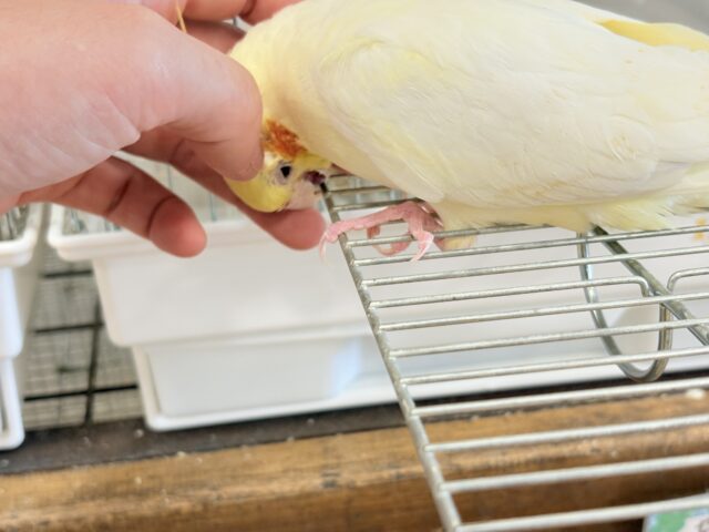 オカメインコ