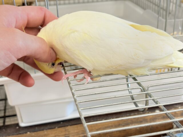 オカメインコ
