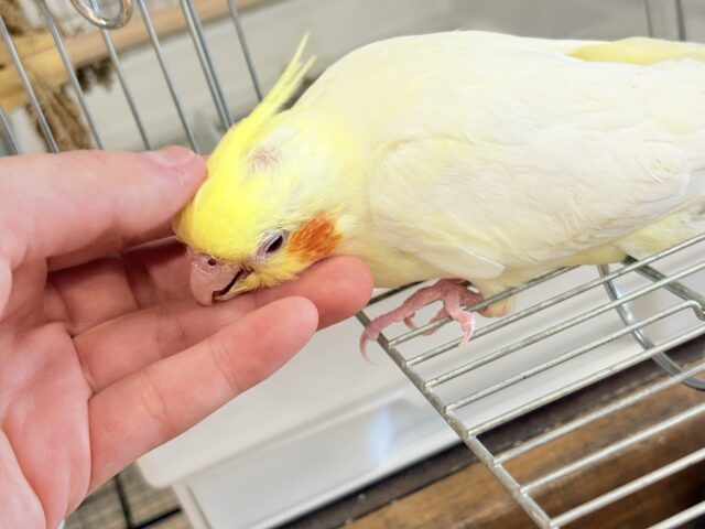 オカメインコ