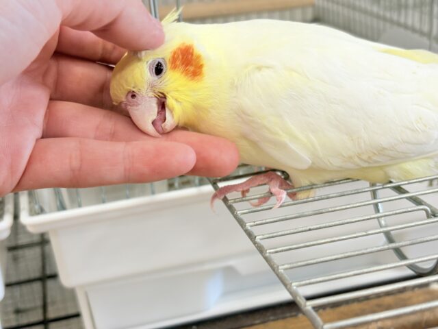 オカメインコ