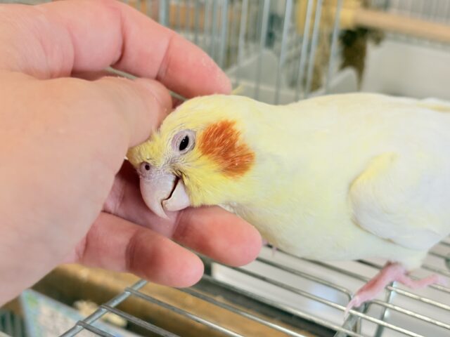 オカメインコ