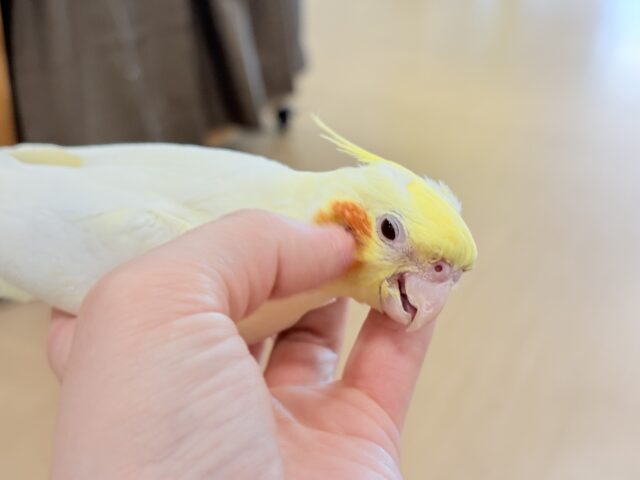 オカメインコ