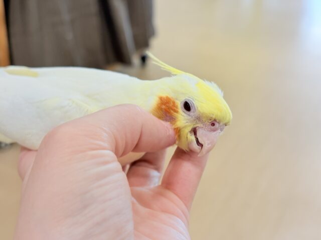 オカメインコ