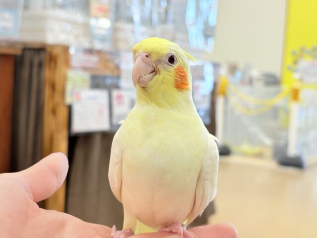 オカメインコ